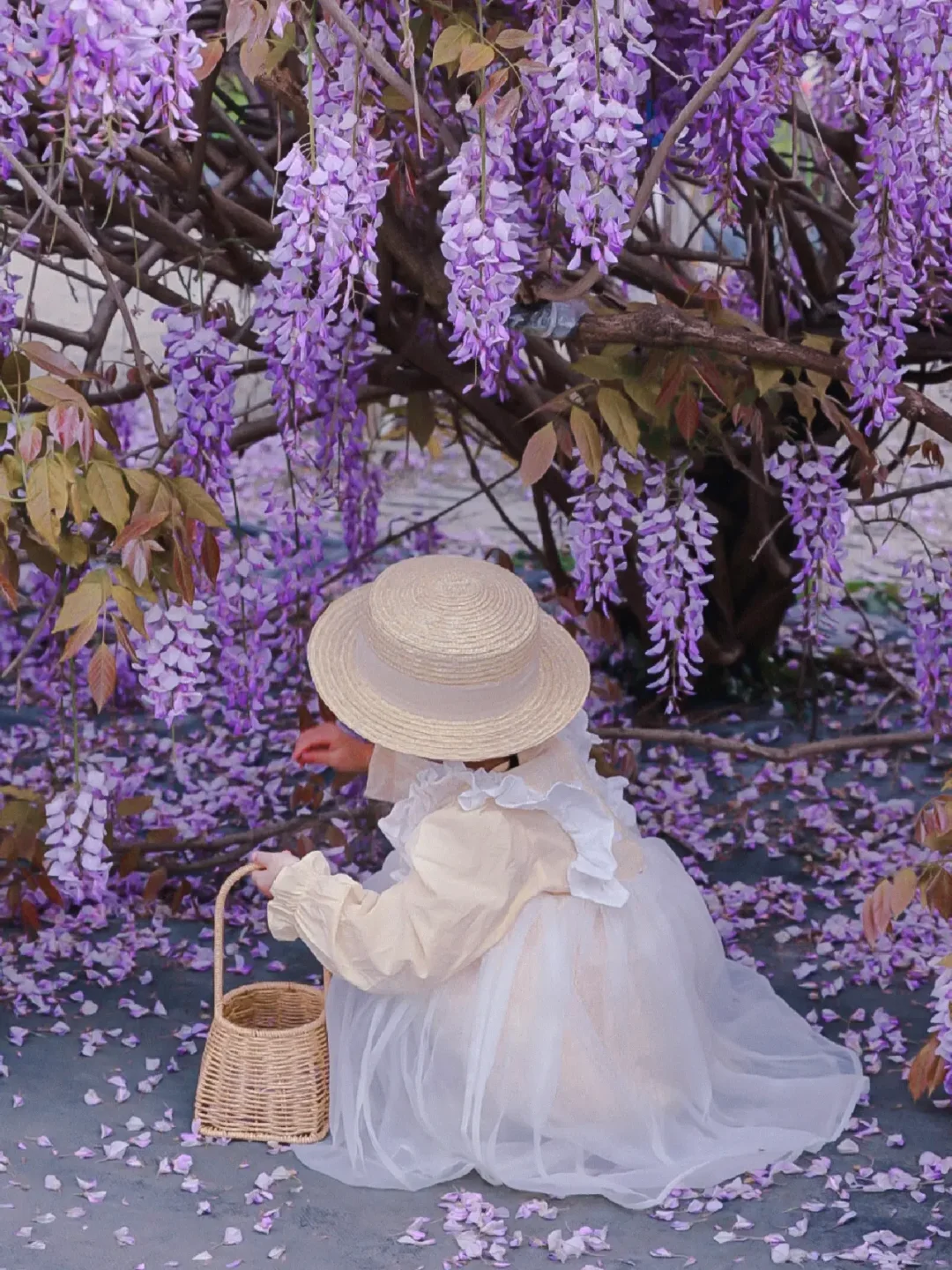 成都遛娃✅｜在浪漫的紫藤花瀑布下收集春天~