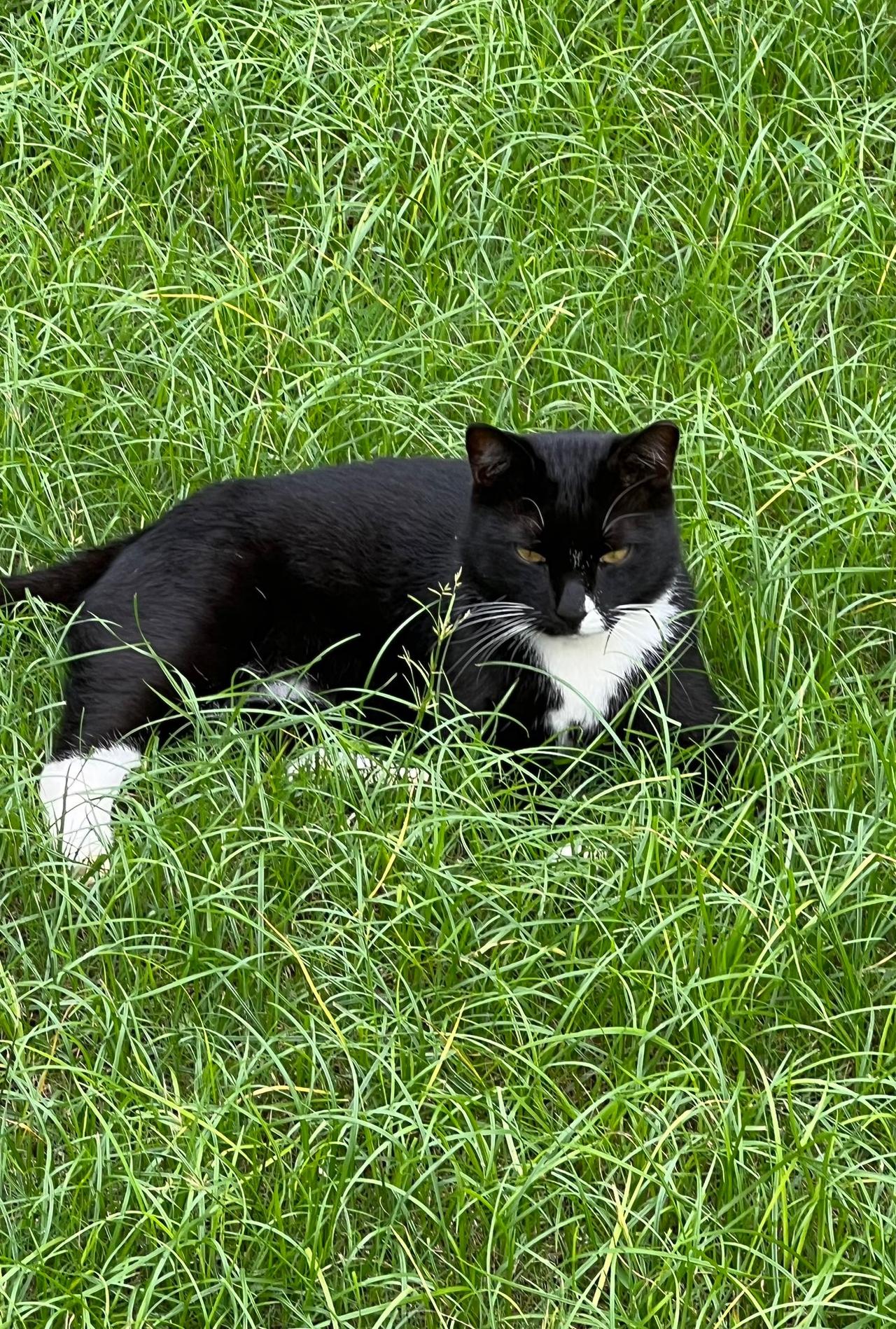 公园偶遇：黑白色的小猫躺在绿草地上，警觉的目光，慵懒又可爱。