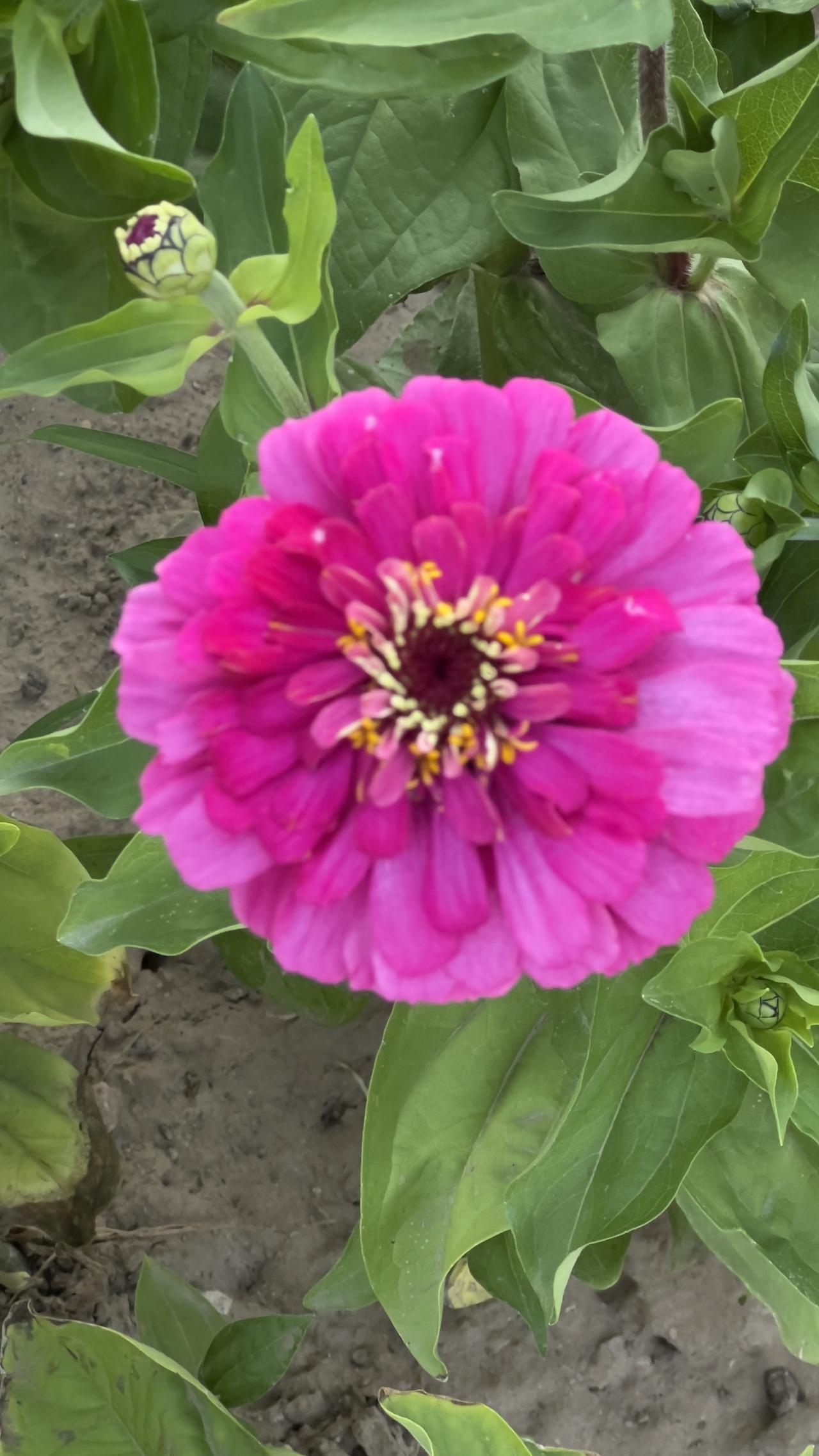 分享一张随手一拍的花朵