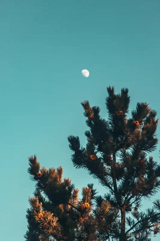 这句诗描画了月夜山林的清景，月光像银色的流水般从松枝缝隙间倾泻而下，漫过枕边，将