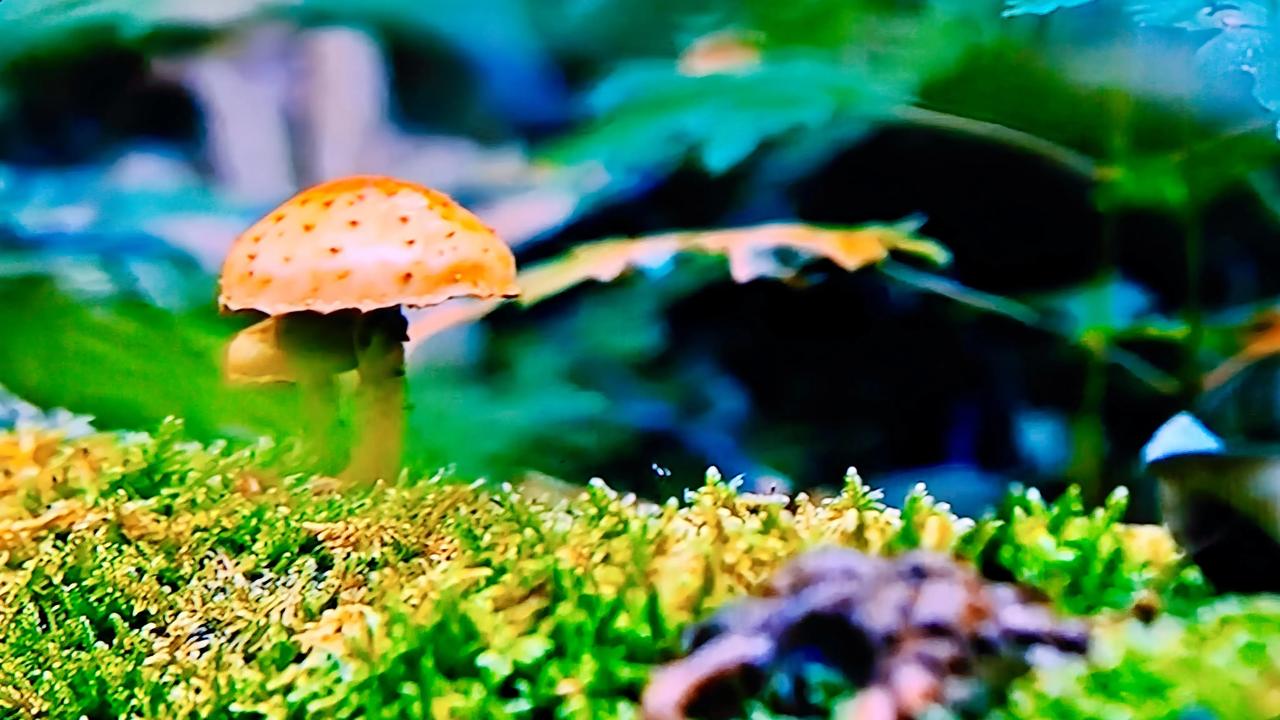 野蘑菇