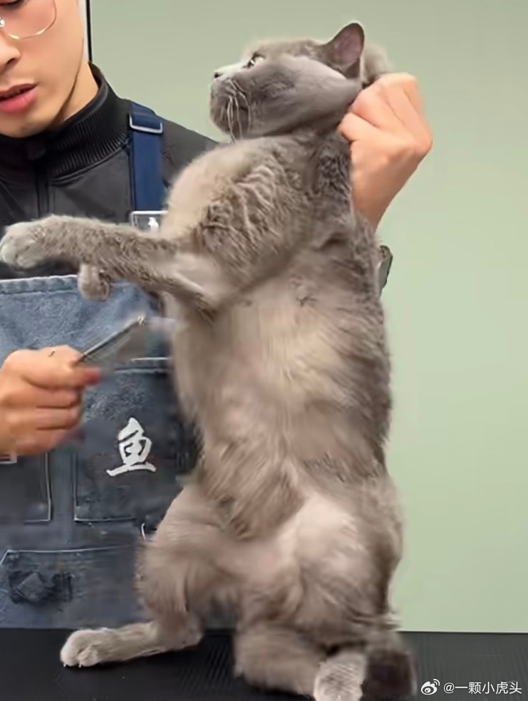 看一个博主给猫护理，这猫太好笑了。 