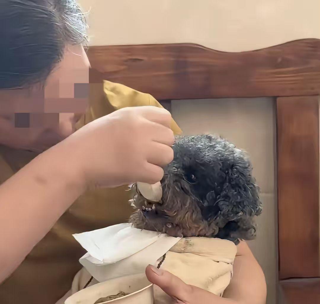 博主抱着小狗一勺一勺喂食的视频走红，镜头里满满的温情画面，背后却值得仔细分辨。不