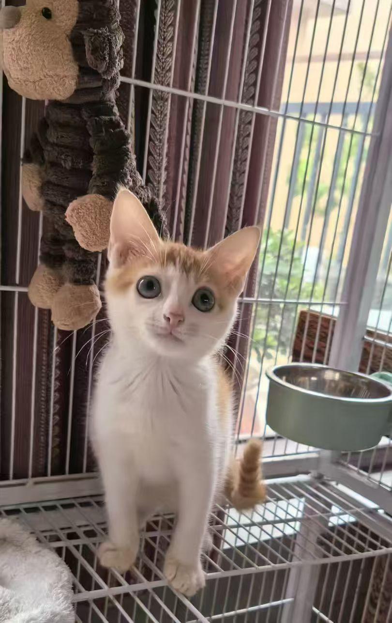 放归前再努力一下！谁能领养？坐标珠海

宠物名 ：叨乐
性别 ：母
年龄 ：7个