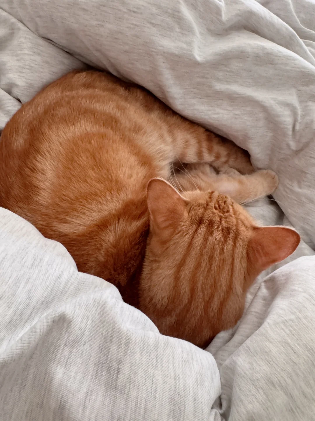 人 喵脆角祝你好梦