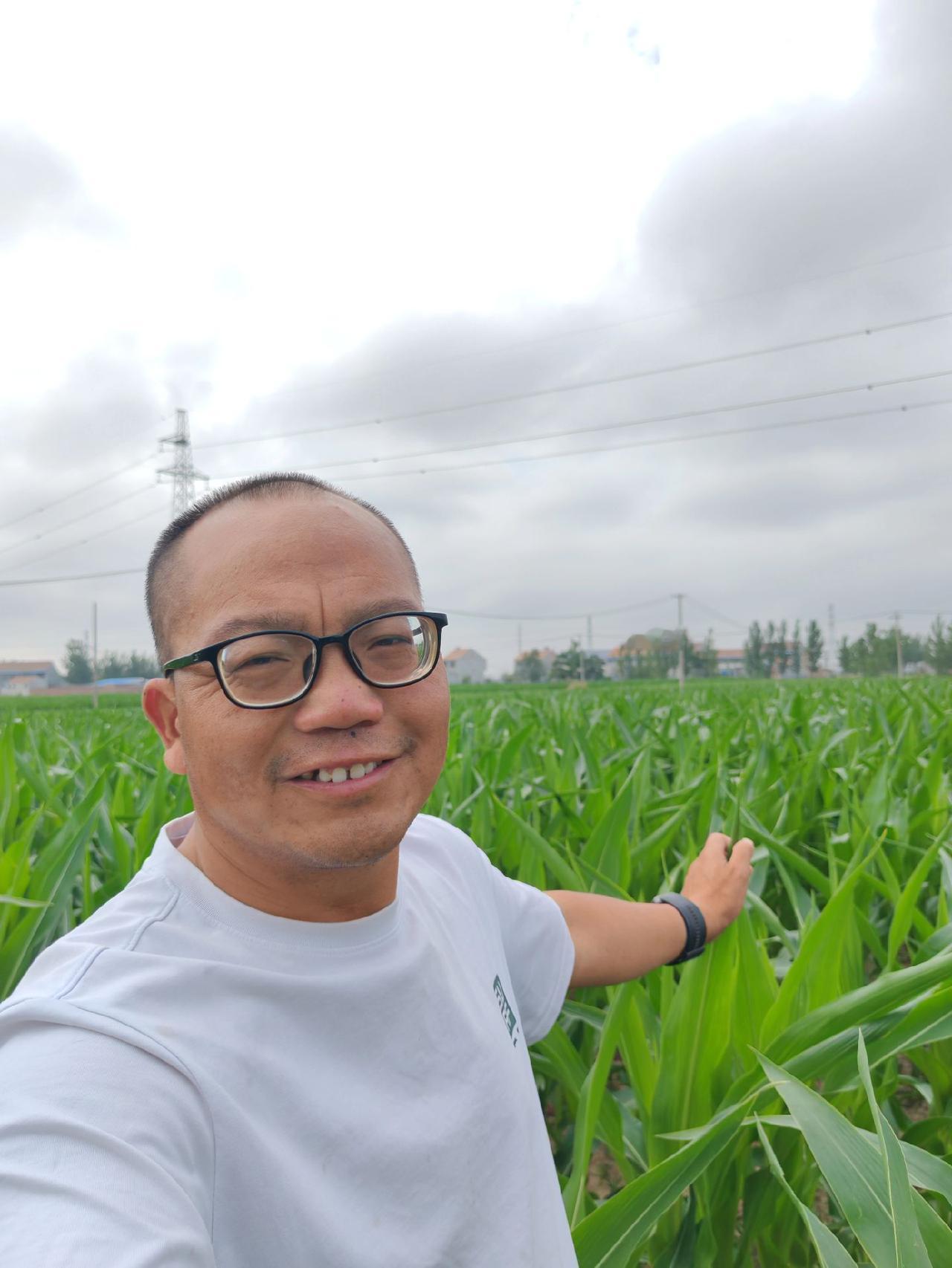 蒜茬玉米长势喜人，一个月没下雨的情况下，到现在还没浇过一次水。依然郁郁葱葱、没有