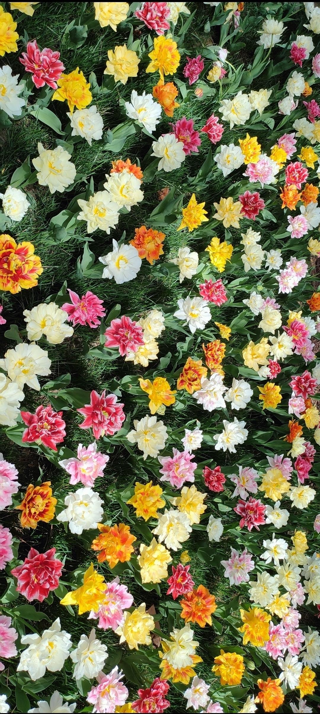 五彩缤纷的郁金香花海，春天的气息扑面而来！🌷🌸🌼