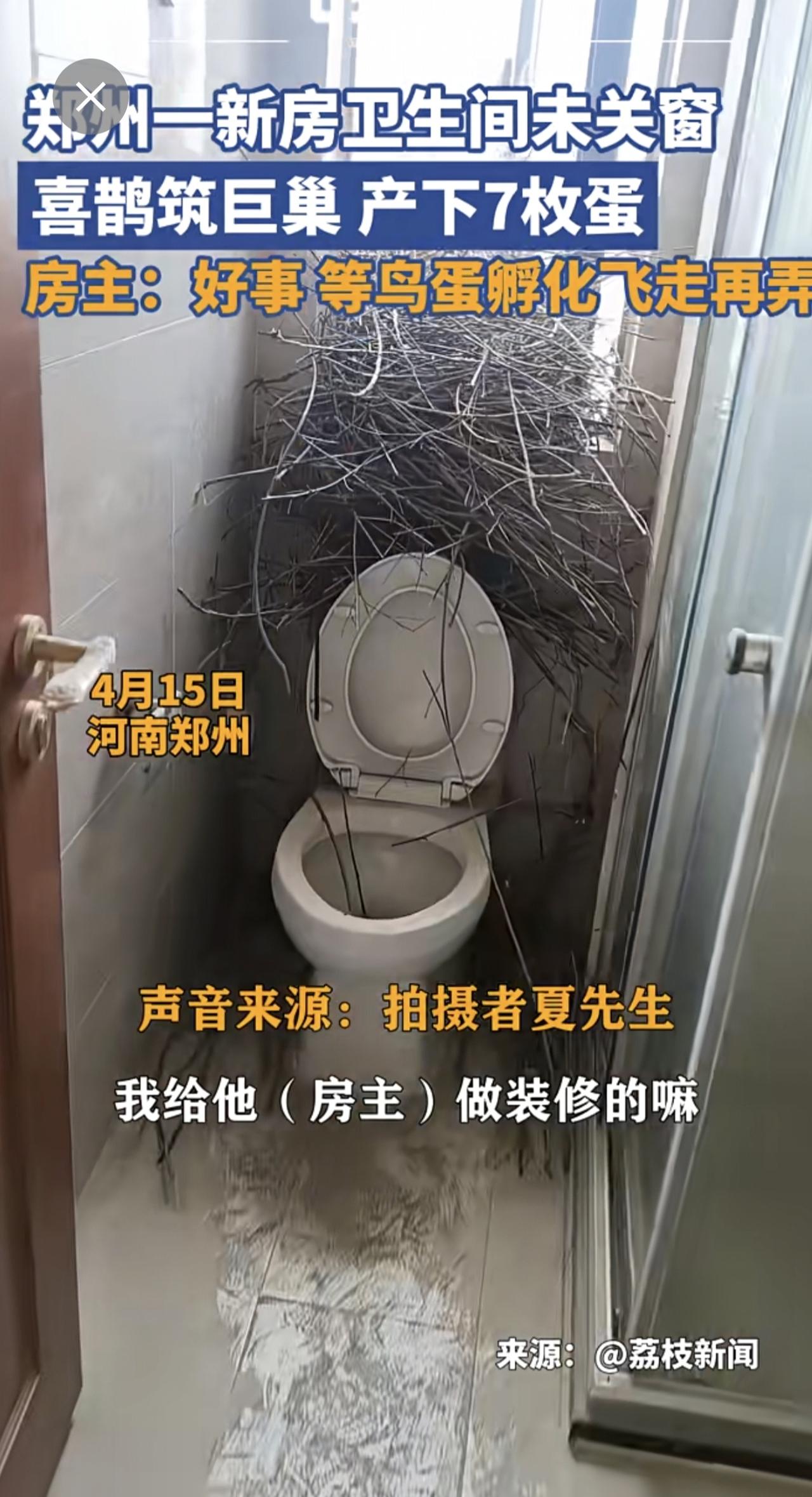 近日，河南郑州一新房卫生间未关窗，喜鹊筑巢产下7枚蛋。拍摄者夏先生称，他是给房主