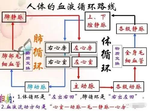 人体的循环系统中的“血液循环”两个途径。
 一、两条循环：体循环（大循环）、肺循