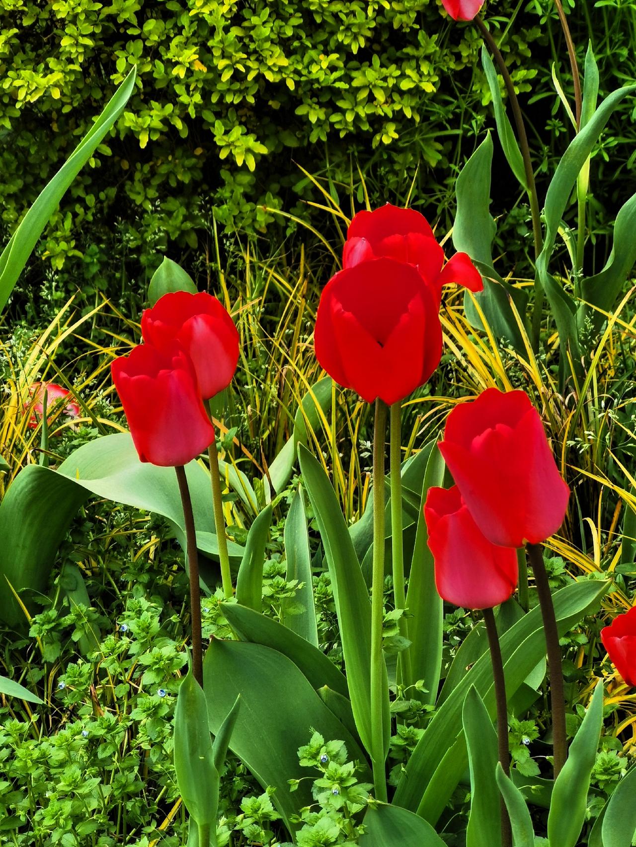 红色郁金香红的可爱晒图笔记大赛

今日漫步公园，不经意间邂逅了一片盛放的红色郁金
