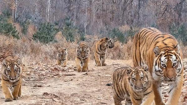 野生东北虎“六虎同框”的影像确实罕见，这不仅是全球首次科学记录，也标志着中国东北
