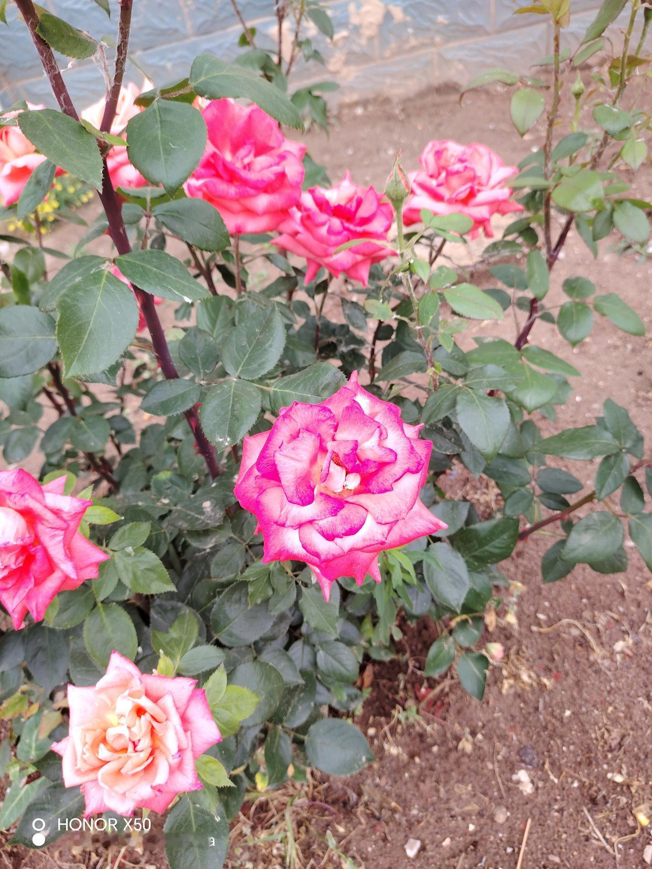 晒图笔记大赛 粉嫩玫瑰绽放，春意盎然！🌹🌸