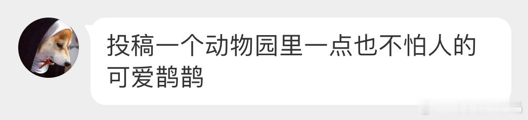 在动物园里收集羽毛的喜鹊看样子在附近筑巢了，正在给家搞软装呢[开学季] ​​​
