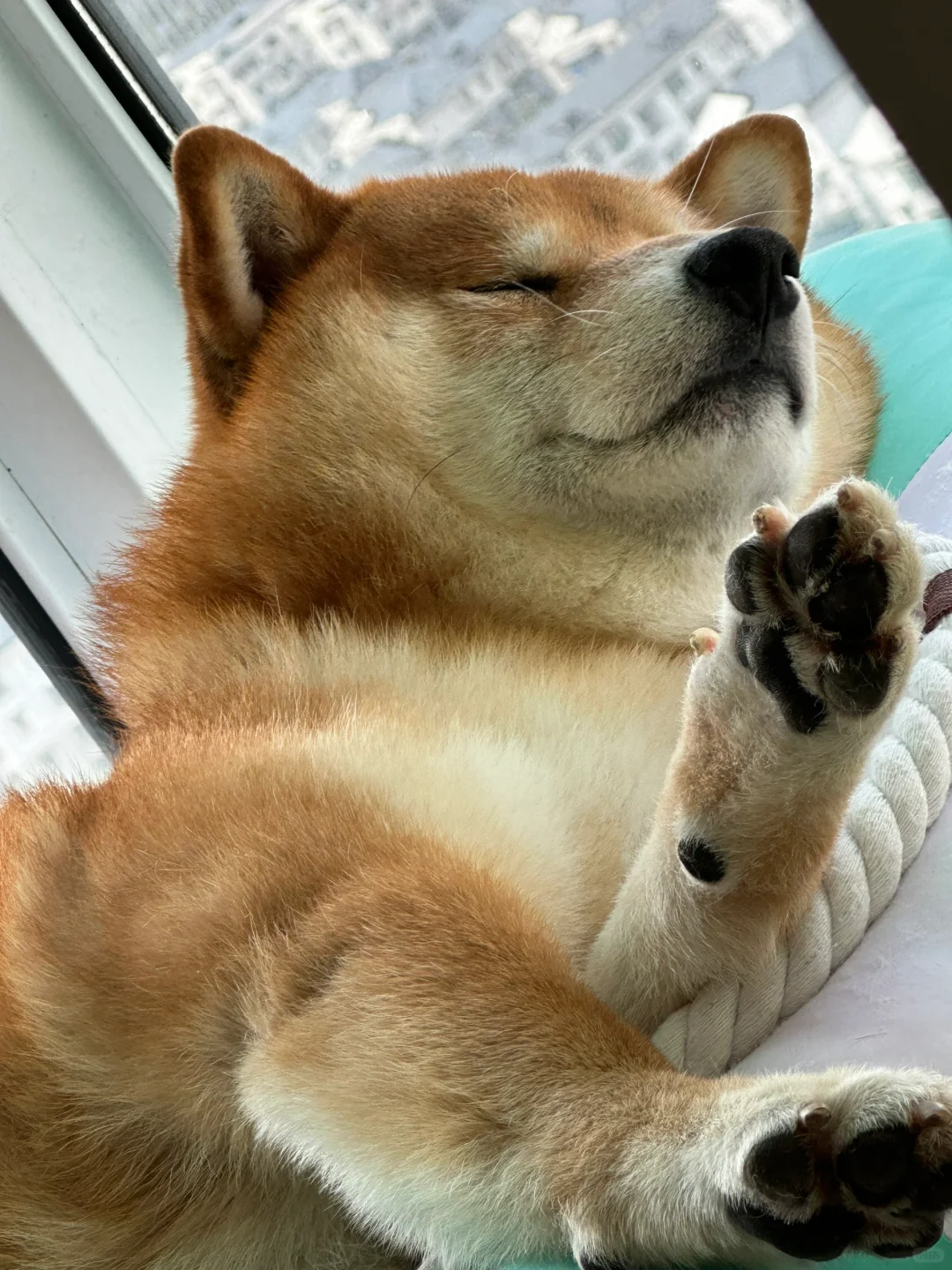 睡美狗