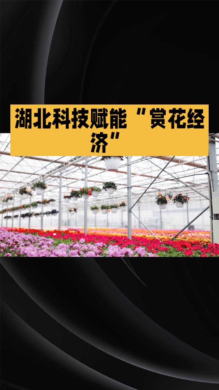 昔日“一季限定”的赏花经济，如何突破自然规律，实现四季常开、全年富民？
在湖北，
