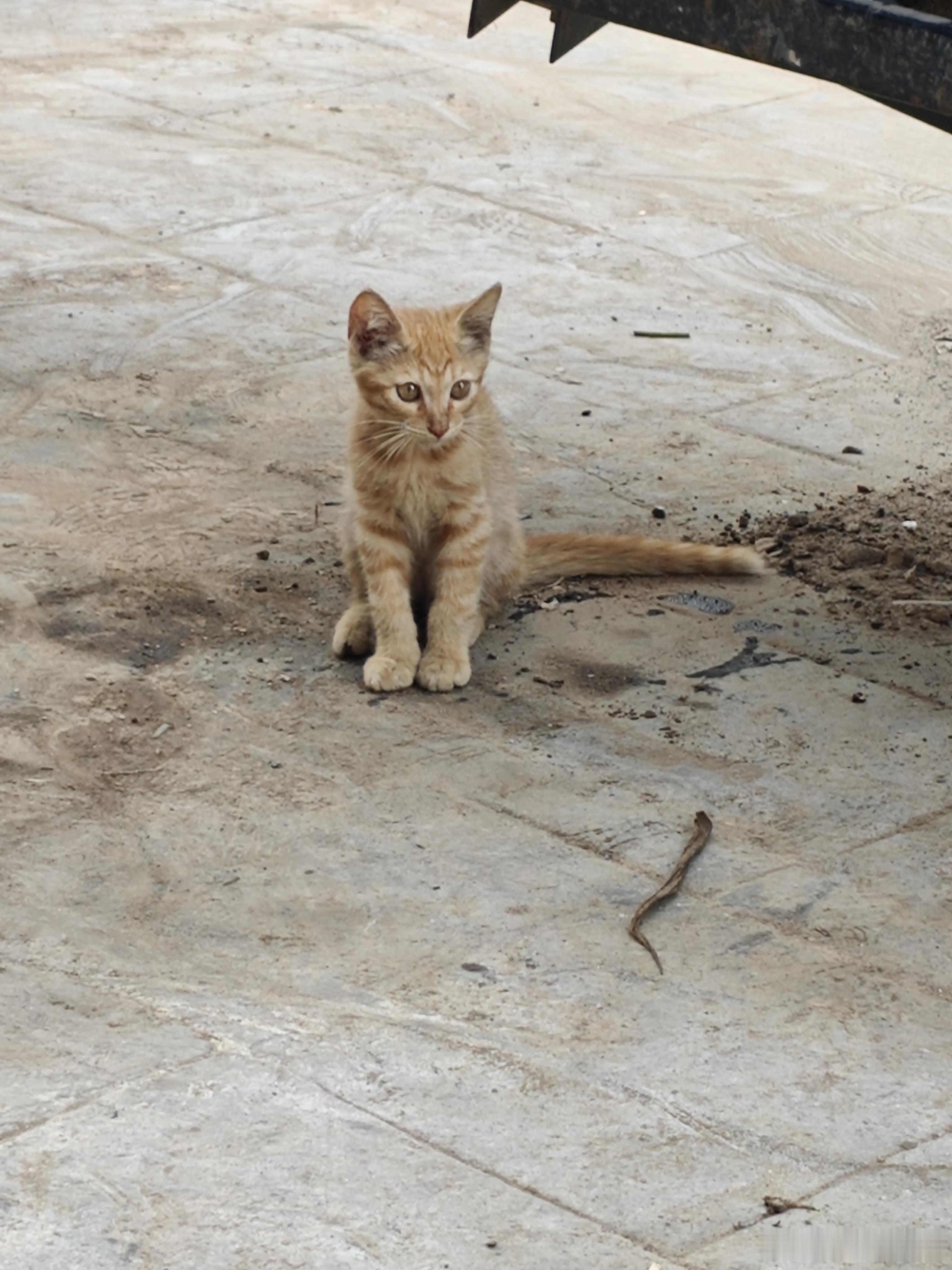 猫猫狗狗的世界或许也有烦恼吧 ​​​