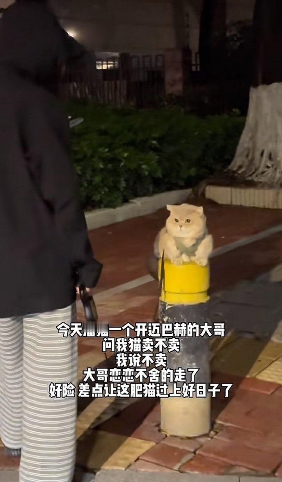 猫：我差点过上好日子了 ​​​