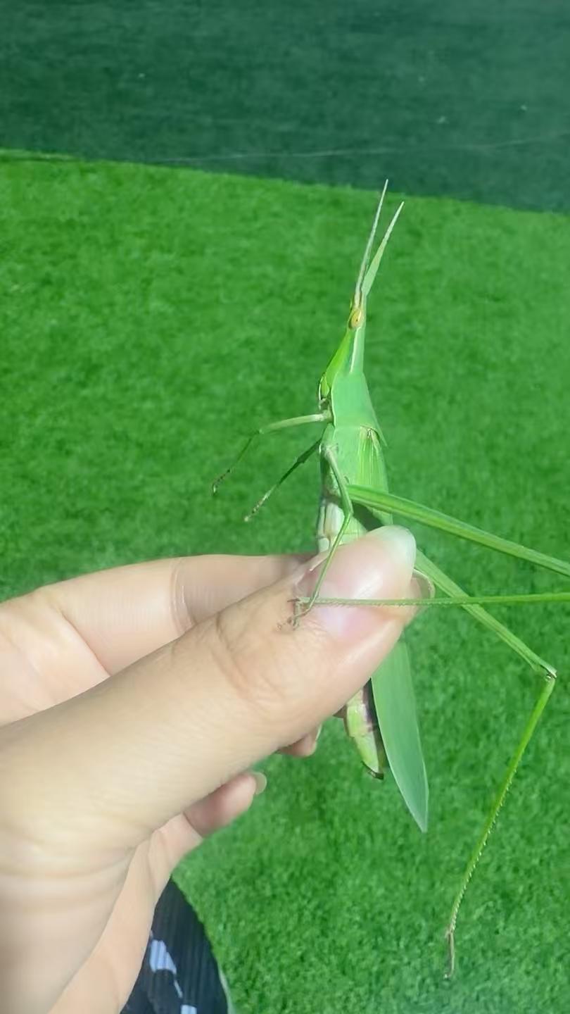 “与大自然的亲密接触，感受生命的奇妙”🌿🐞💚螳螂捕蝉，黄雀在后