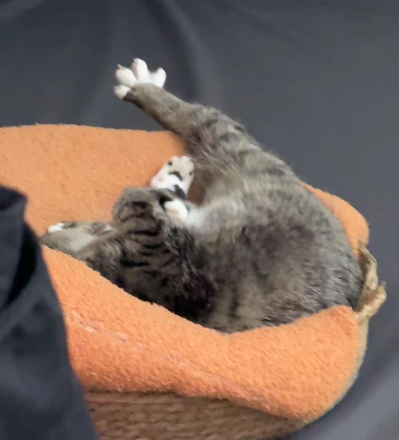 爽到脚脚开花🌼软rua 睡觉的猫