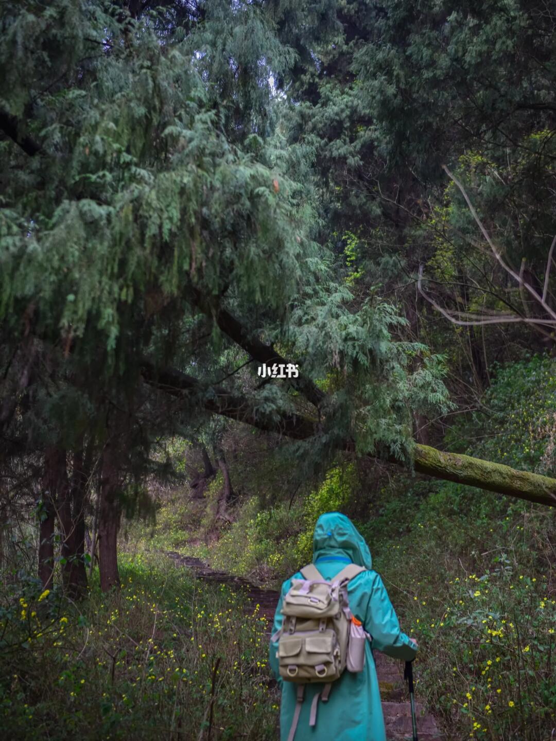 成都1H🌿绝密清幽森林徒步，玩法丰富！