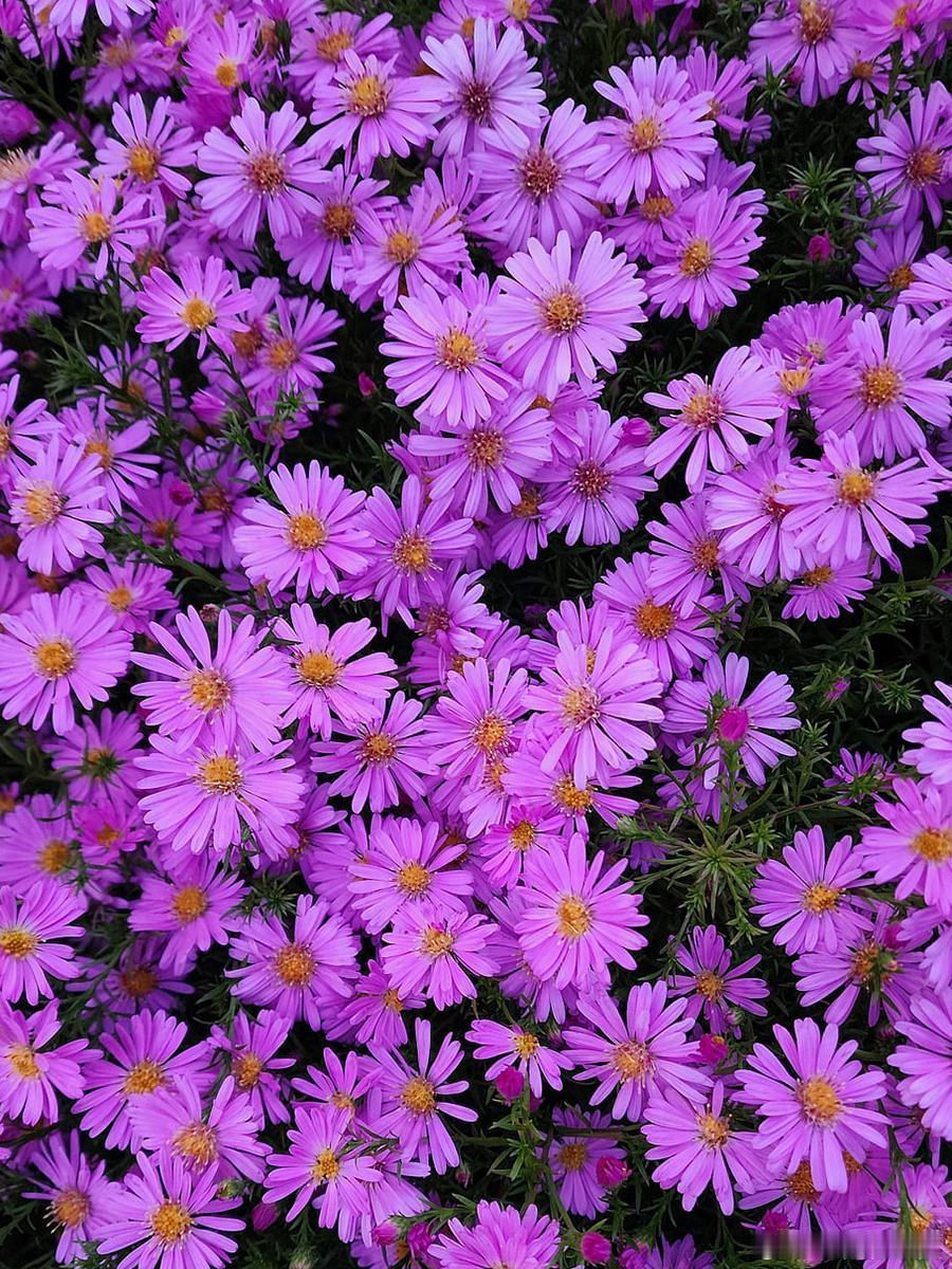暖风催百卉，万紫斗芳菲～ 