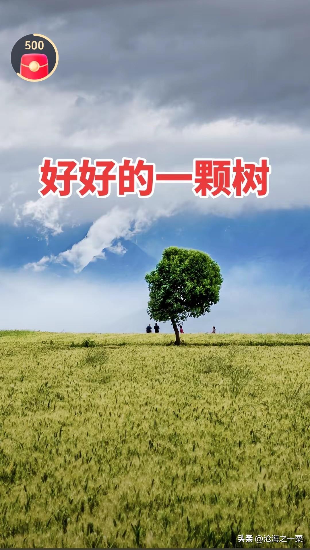 麦田网红树被砍，这么多人觉得可惜，但是从来没有站在老人的角度来考虑问题，车多人多