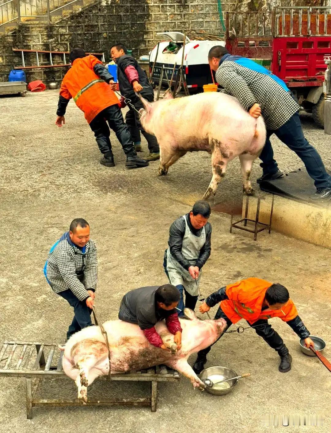 全国都在赶“杀猪饭”热潮！这碗烟火气为啥火遍全网？
 
最近刷手机，谁还没刷到过