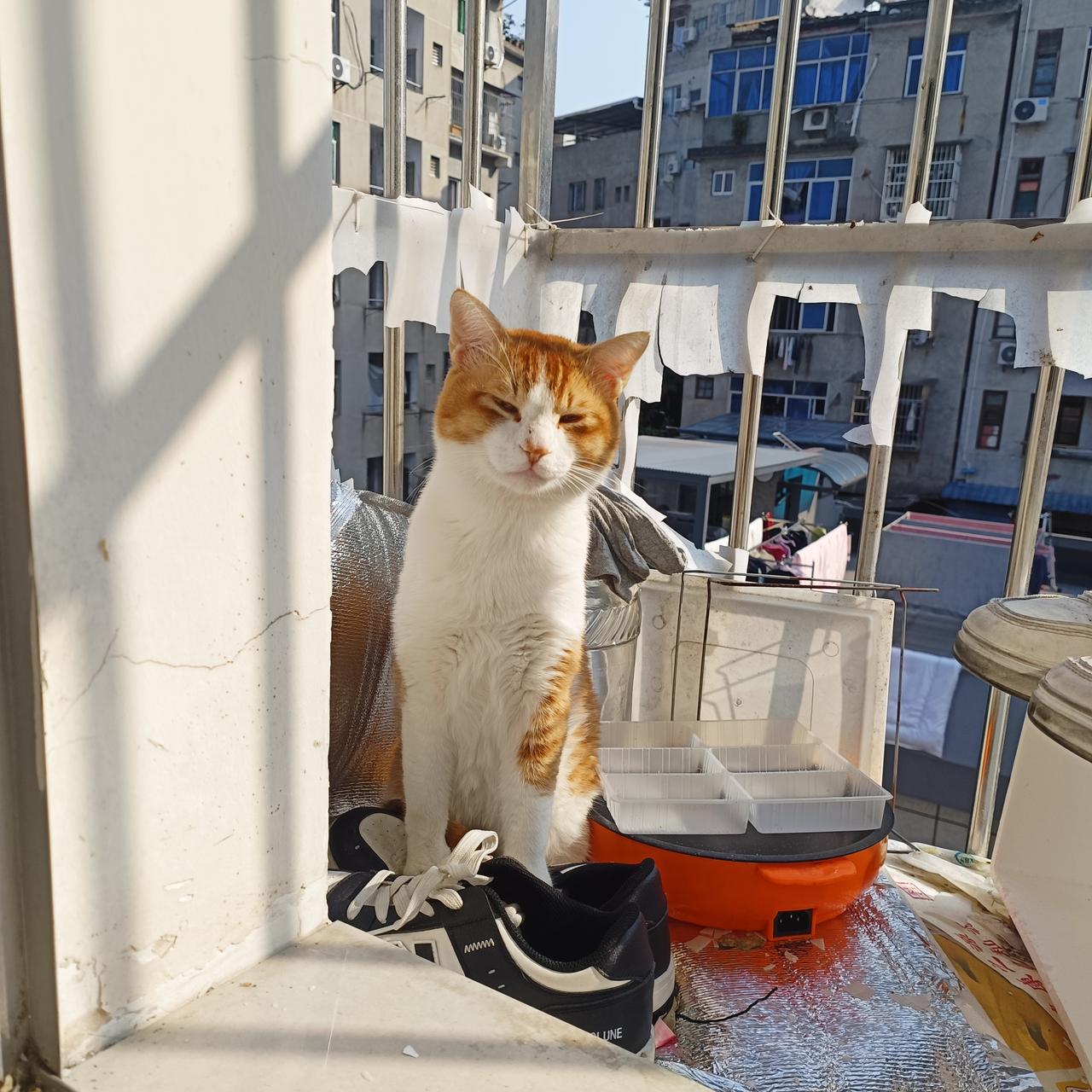 慵懒猫咪享受阳光，城市阳台上的惬意时光。
