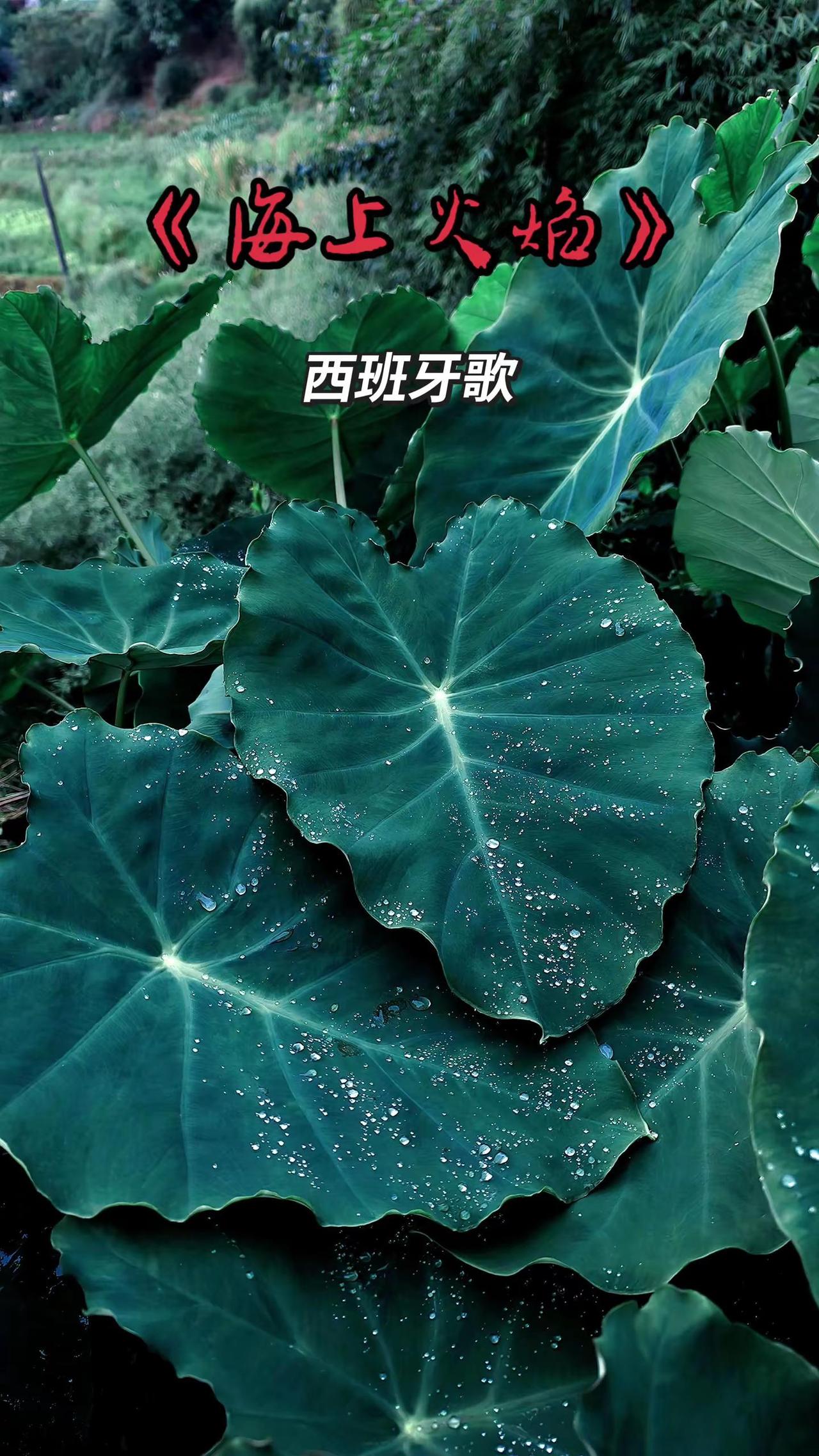 《海上火焰》西语神曲，芋叶配旋律治愈人心。记录身边美景 创作者中心 创作灵感 芋