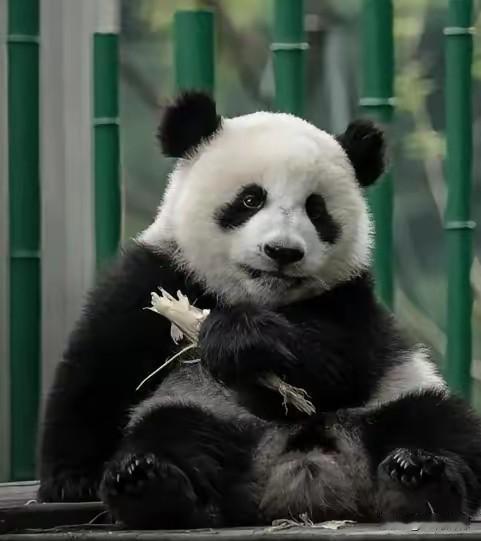 我们的大熊猫马上就要回来啦，日本人排队看熊猫，这场面真是够壮观的了！在上野动物园