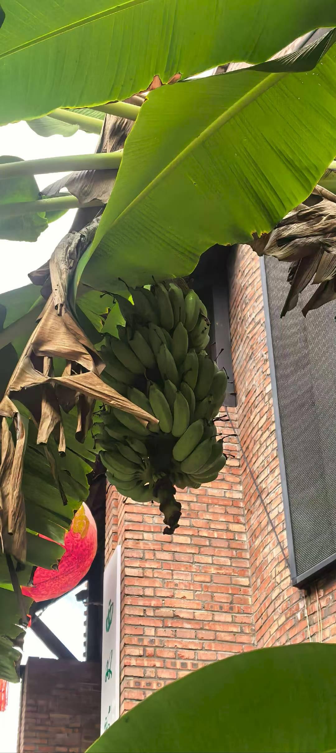 ＂故意＂用你的方言咋说？得为的。临沂方言中故意的说法很有意思，不过现在年轻人也不