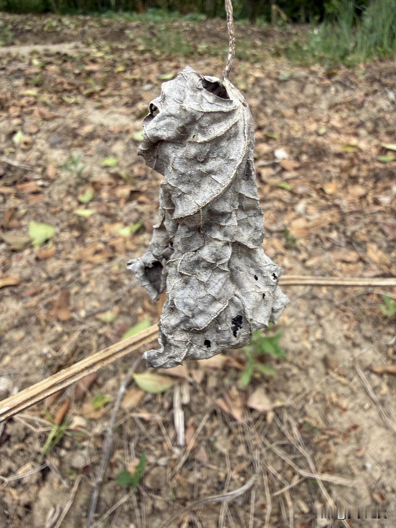 【小对联】
上：……？
下：败光。