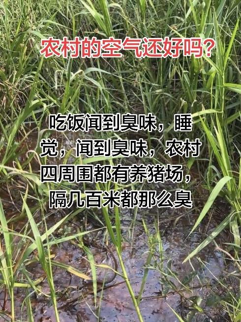现在的农村到底空气好不好？在我这边就不行，总是闻到猪的臭味，四周围多养。虽然都隔
