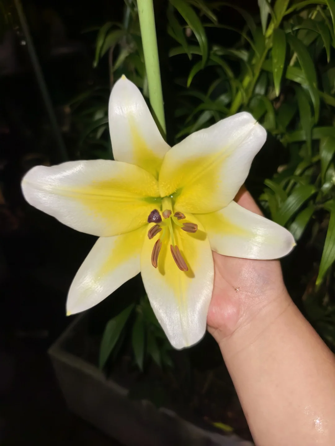 今年陆陆续续种了397粒百合