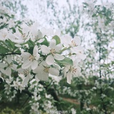 薯片控热说历史