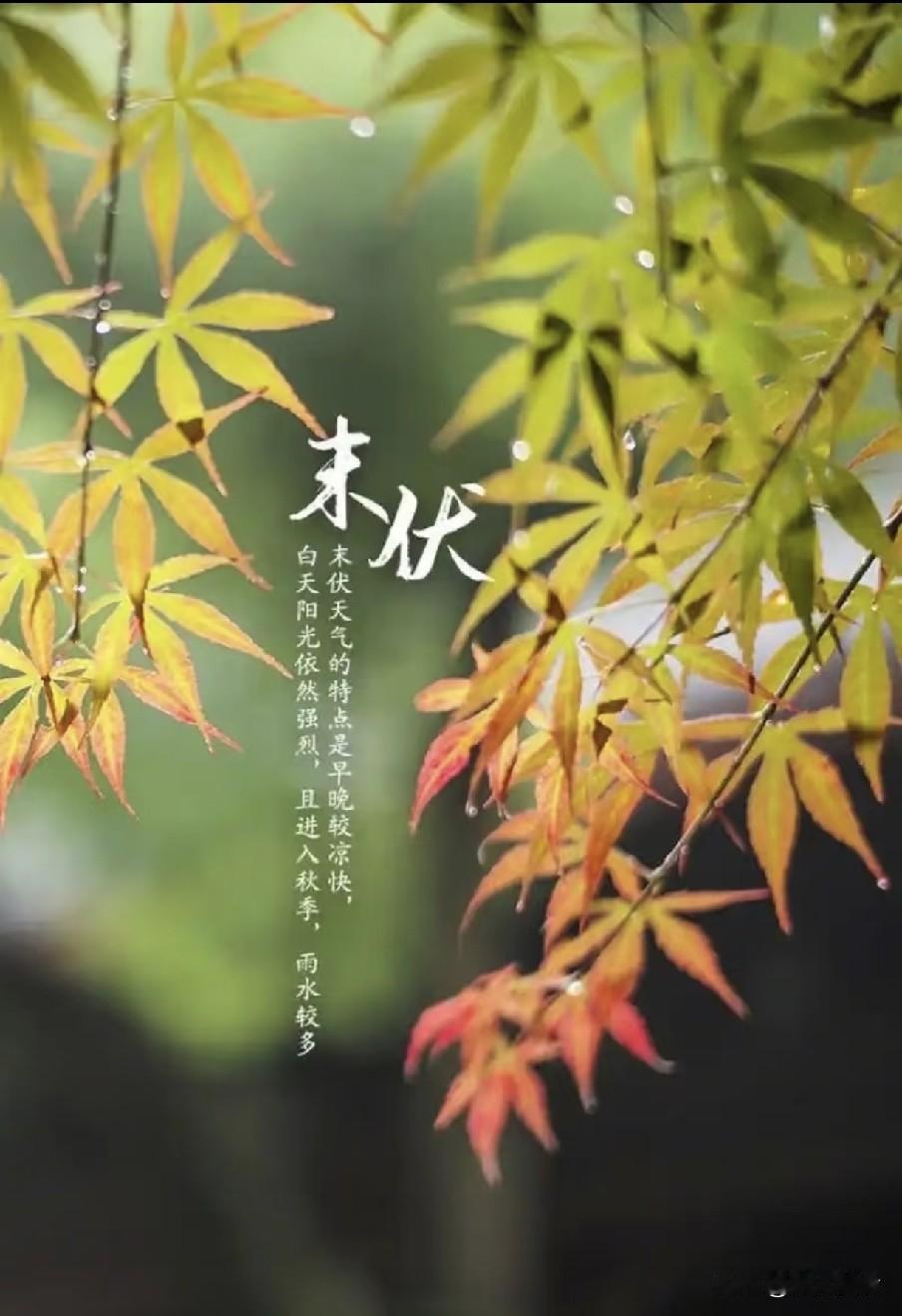 今日末伏，老人说最怕“末伏一日雨”，今日下雨有啥预兆？早了解
 
立秋收尾迎末伏
