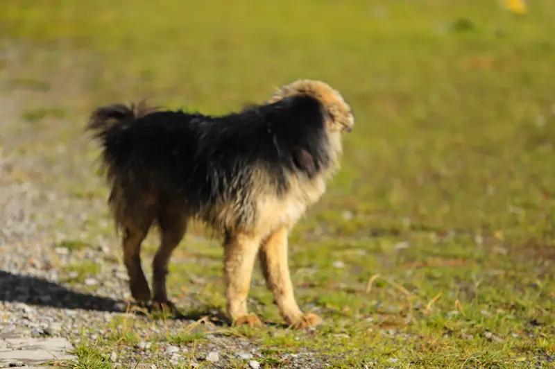 狂犬病死亡率，爱狗人士看看吧
我国去年狂犬病报告发病和死亡数据，发病244例，死