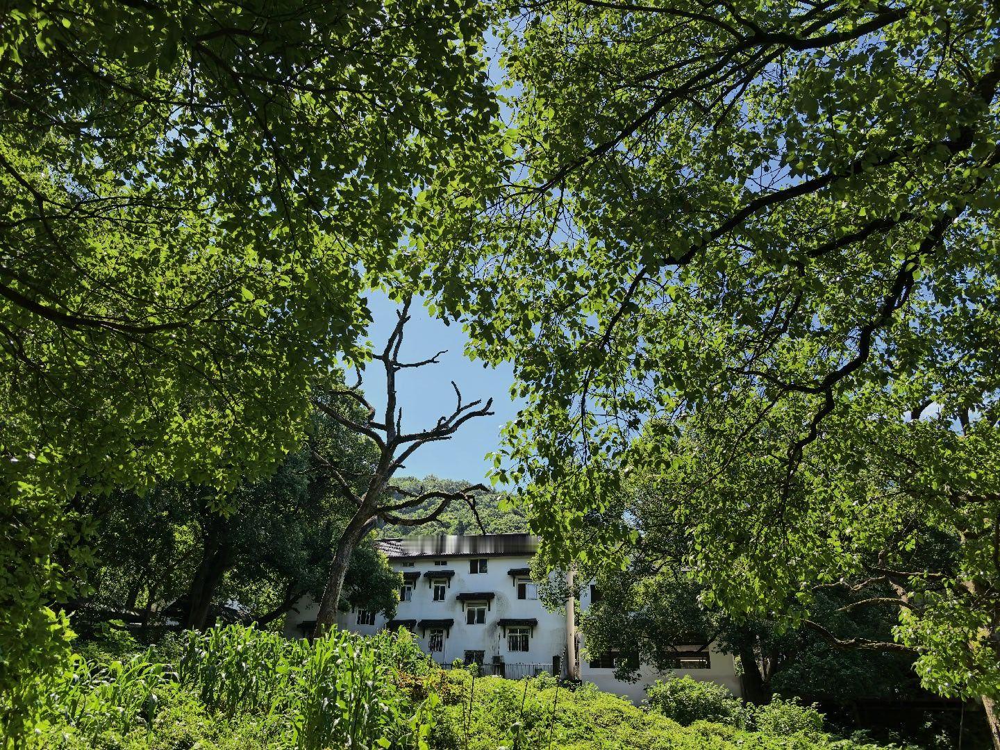 陆老师住在玉皇山脚，近净慈寺，每天扫尘礼佛，教学生弹琴。上次见到他还是几年前大家