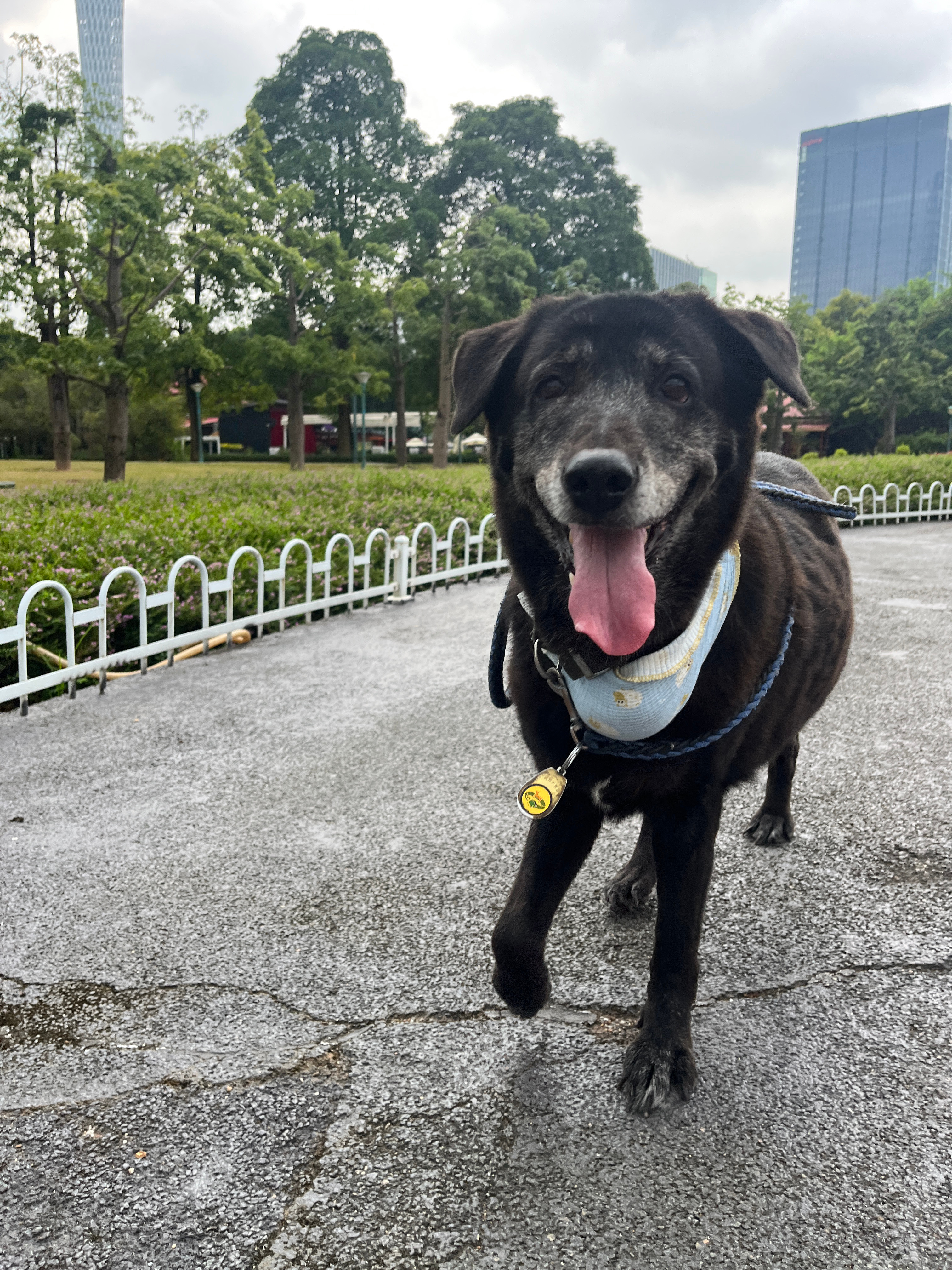 今天早上带狗狗到二沙岛溜了一圈🐕🦺中午吃饱睡一觉，下了好大的雨！下午在大学城