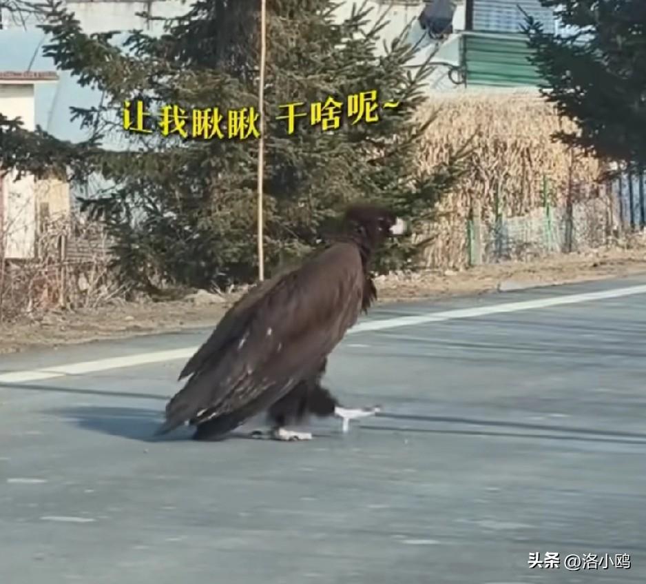 雕兄来了，杨过去哪了，又去找小龙女了吗，哈哈哈。

第一眼真的以为是人扮演的，走