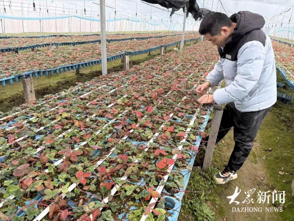 春暖花开，又到了盆栽草莓开始培育的旺季。滨州市惠民县姜楼镇崔寨村新农人崔启松，每