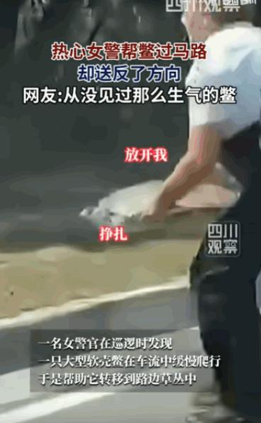 佛罗里达州不养闲人！美国佛罗里达州希尔斯伯勒县，一位善良的女警官本想救助一只过马