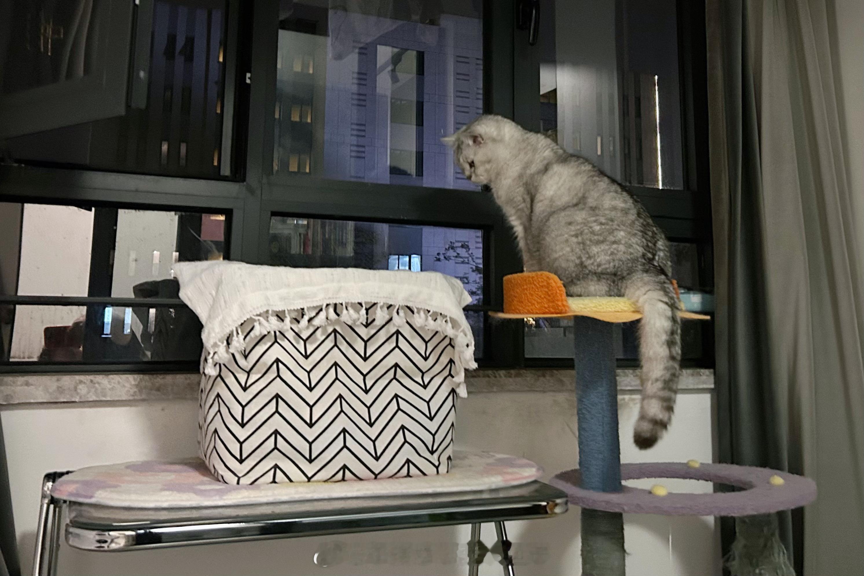 今晚值班🍼 #年糕才不要小鱼干[超话]##小奶猫# ​​​