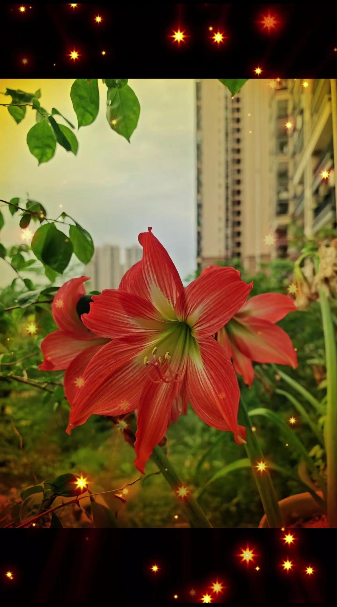朱顶红花开好运自然来