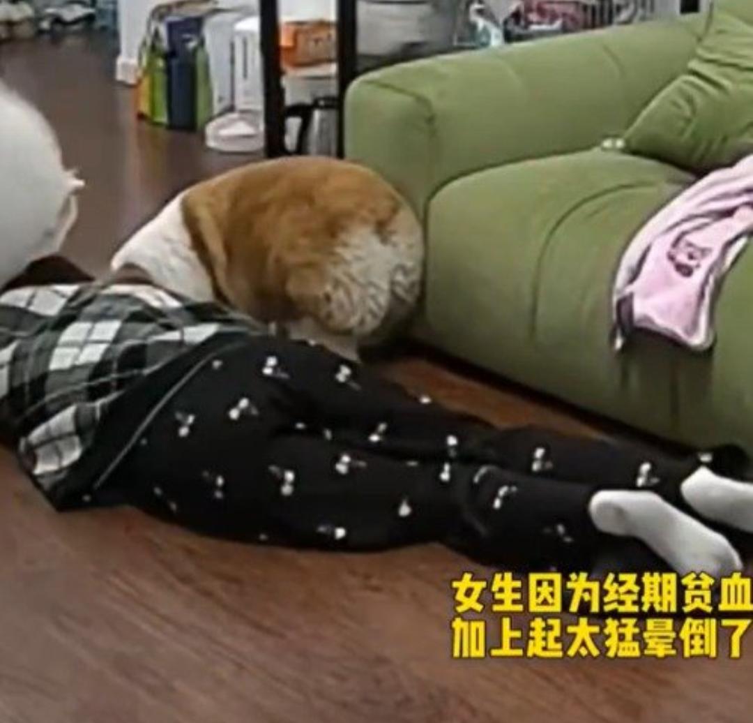 主人经期贫血晕厥，2只狗子立大功！全程监控太好哭了
 
真的被这两只毛孩子狠狠感