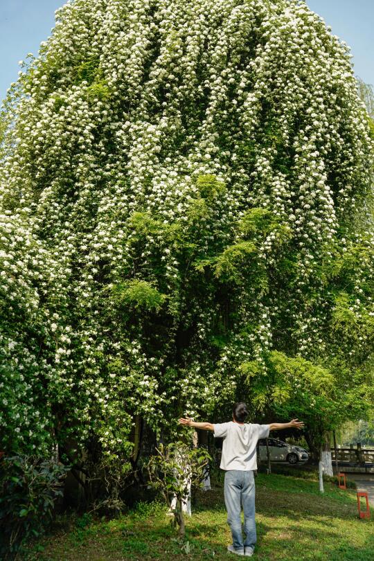 不用人挤人❗这里的七里香开成了瀑布