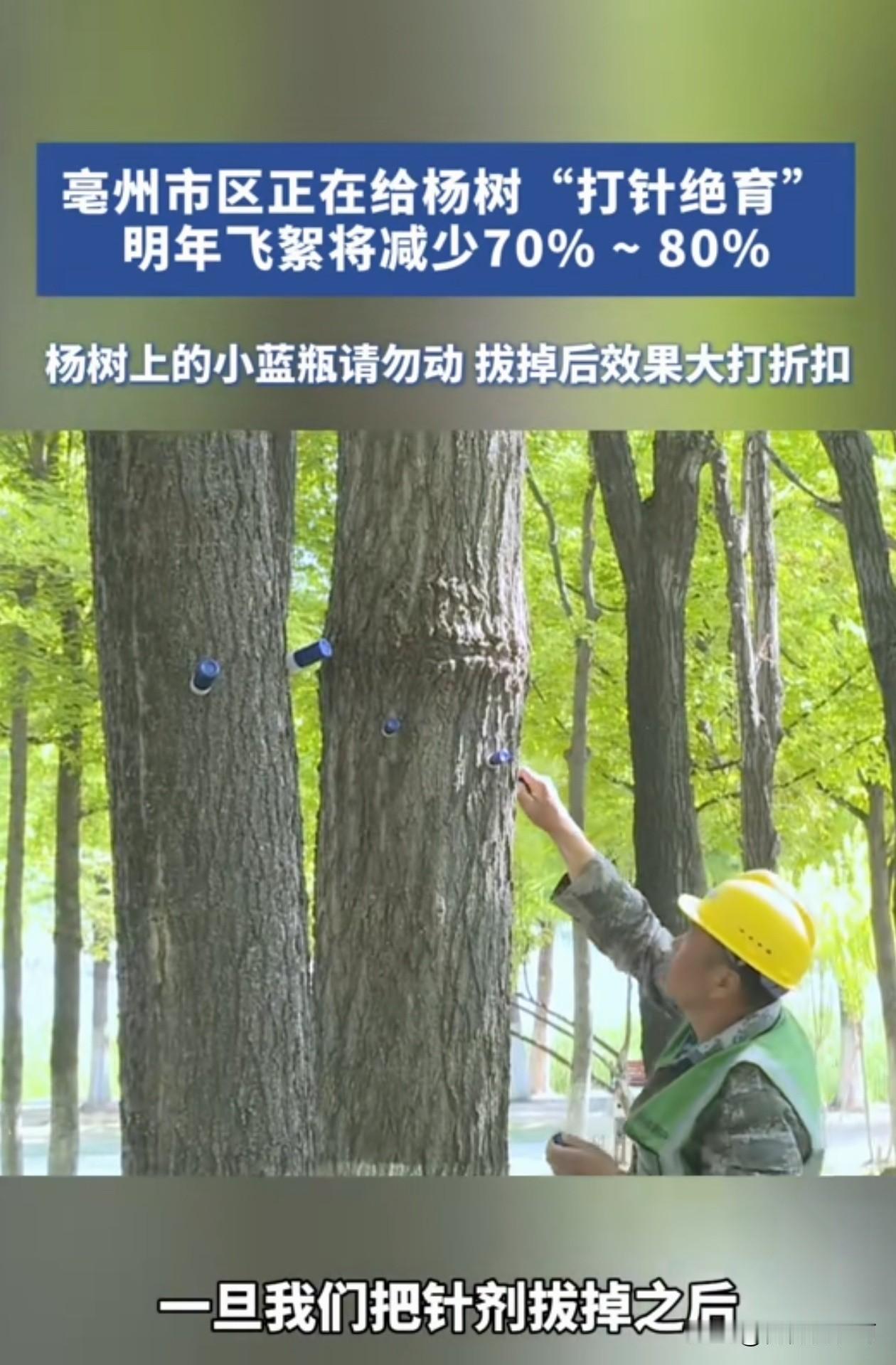 长见识啦！树也能做绝育！杨树上扎着一些蓝色的小瓶，据专业人士介绍，这些蓝色的小玻