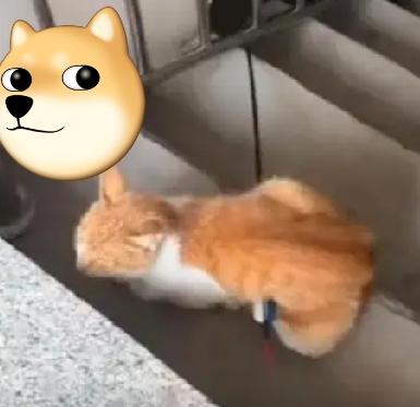 泪目”刚生产的猫妈被70公分的箭击穿腹部，浑身是血，但没有惨叫还一直在楼层往上爬