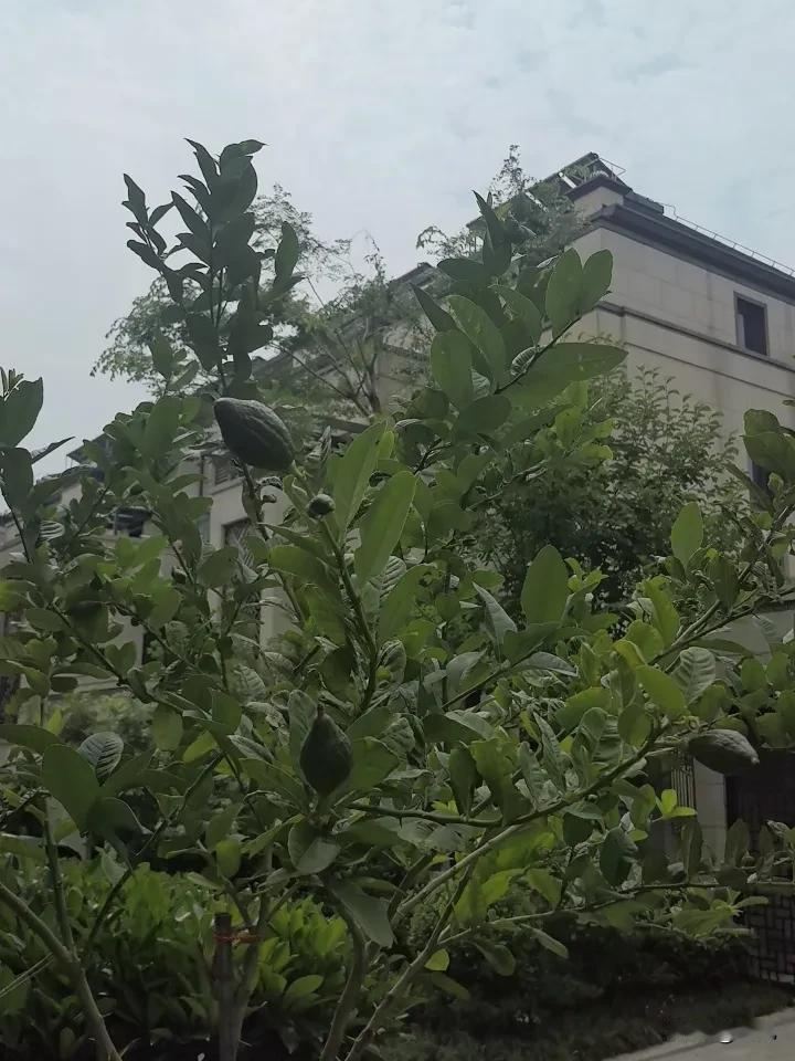 小院里种棵柠檬很好的，不出门就可以欣赏果实挂在枝头的感觉，过段时间不经意间还可以