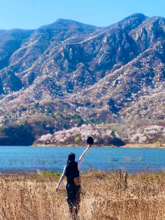 下个月的怀柔将美成春日油画，山桃花美爆了